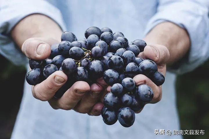 立秋后吃葡萄，多吃身体好！