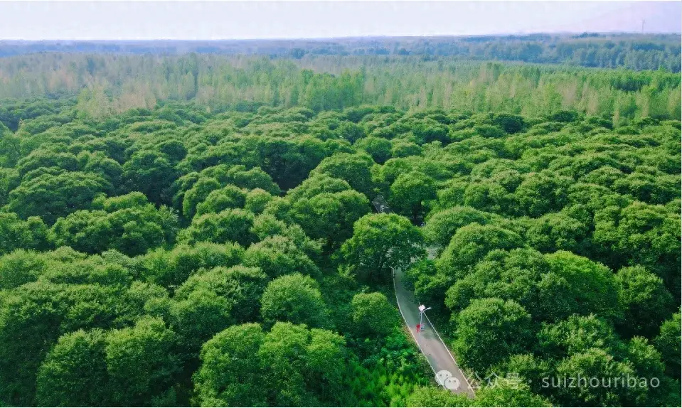 百年以上板栗树400多株 随县淮河镇有片“神奇”的古板栗园  第1张