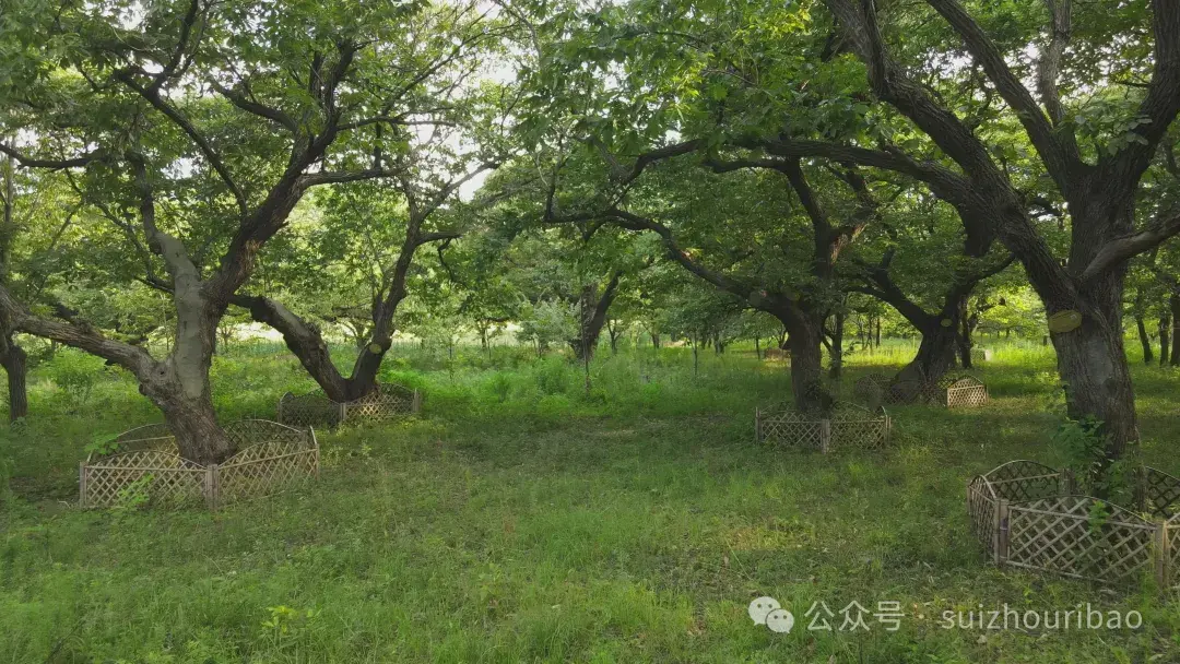 百年以上板栗树400多株 随县淮河镇有片“神奇”的古板栗园