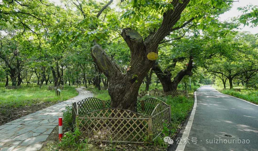 百年以上板栗树400多株 随县淮河镇有片“神奇”的古板栗园  第4张