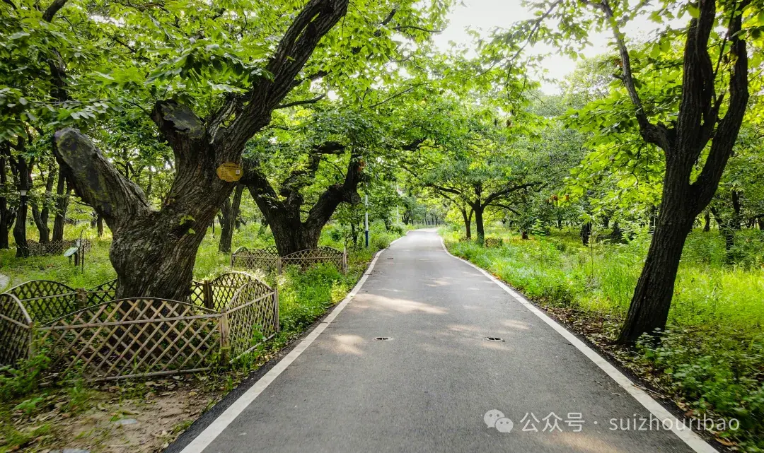 百年以上板栗树400多株 随县淮河镇有片“神奇”的古板栗园  第5张