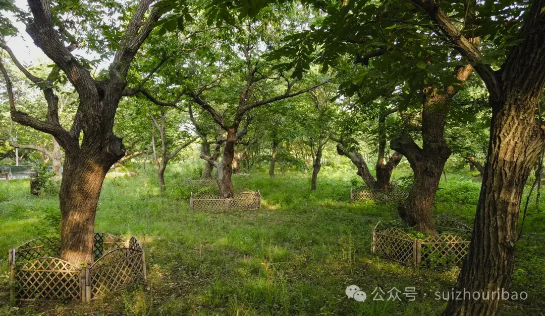 百年以上板栗树400多株 随县淮河镇有片“神奇”的古板栗园